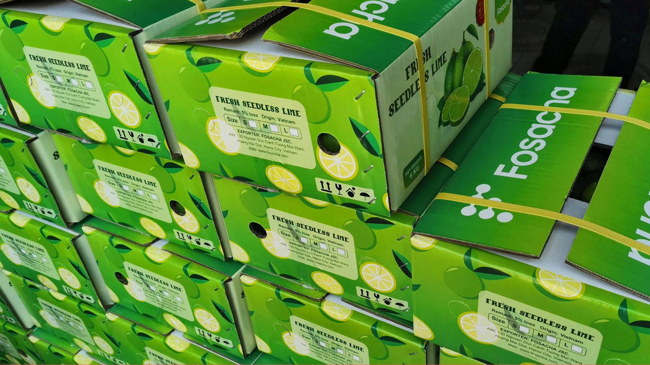 Lime Seed Less Seedless Lime - High Quality Green Lemons from Vietnam