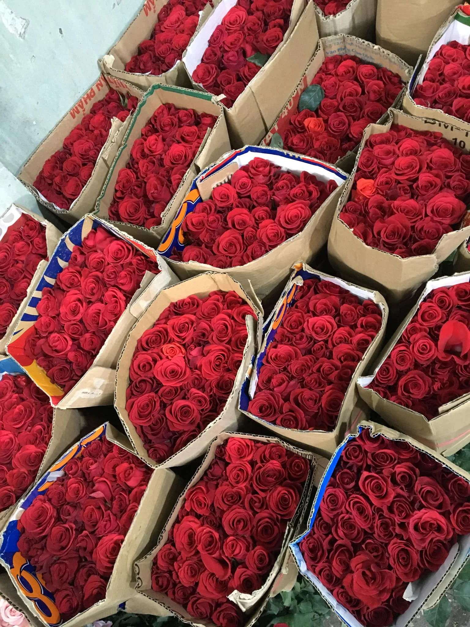 Fresh Cut Roses Fresh Cut Natural Roses +84947900124 Buy Fresh Cut