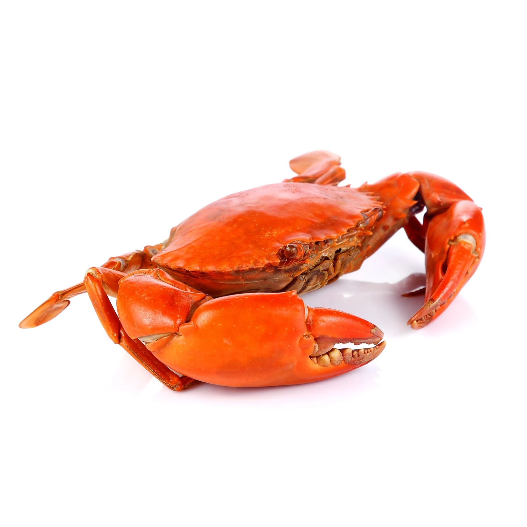 Fresh Red King Crab Fresh/frozen/live Red King Crabs Buy Soft Shell