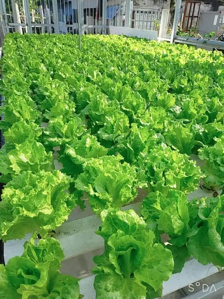 Hydroponic System For Home Modern 108 100 Holes Farms Style Horizontal