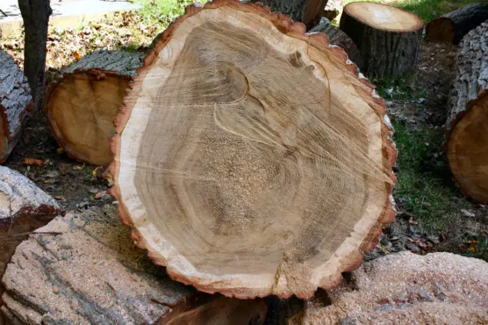 Premium Walnut Logs Walnut Logs for Sale