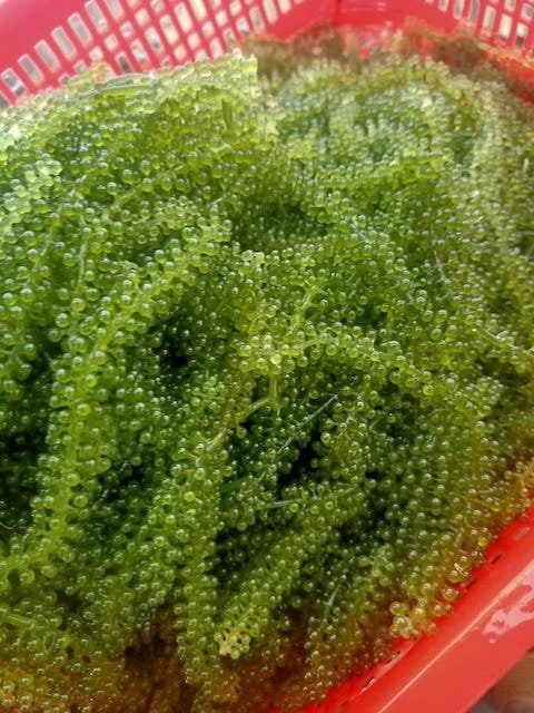 Sea Grape Extract Powder - Natural Source of Vitamins and Minerals