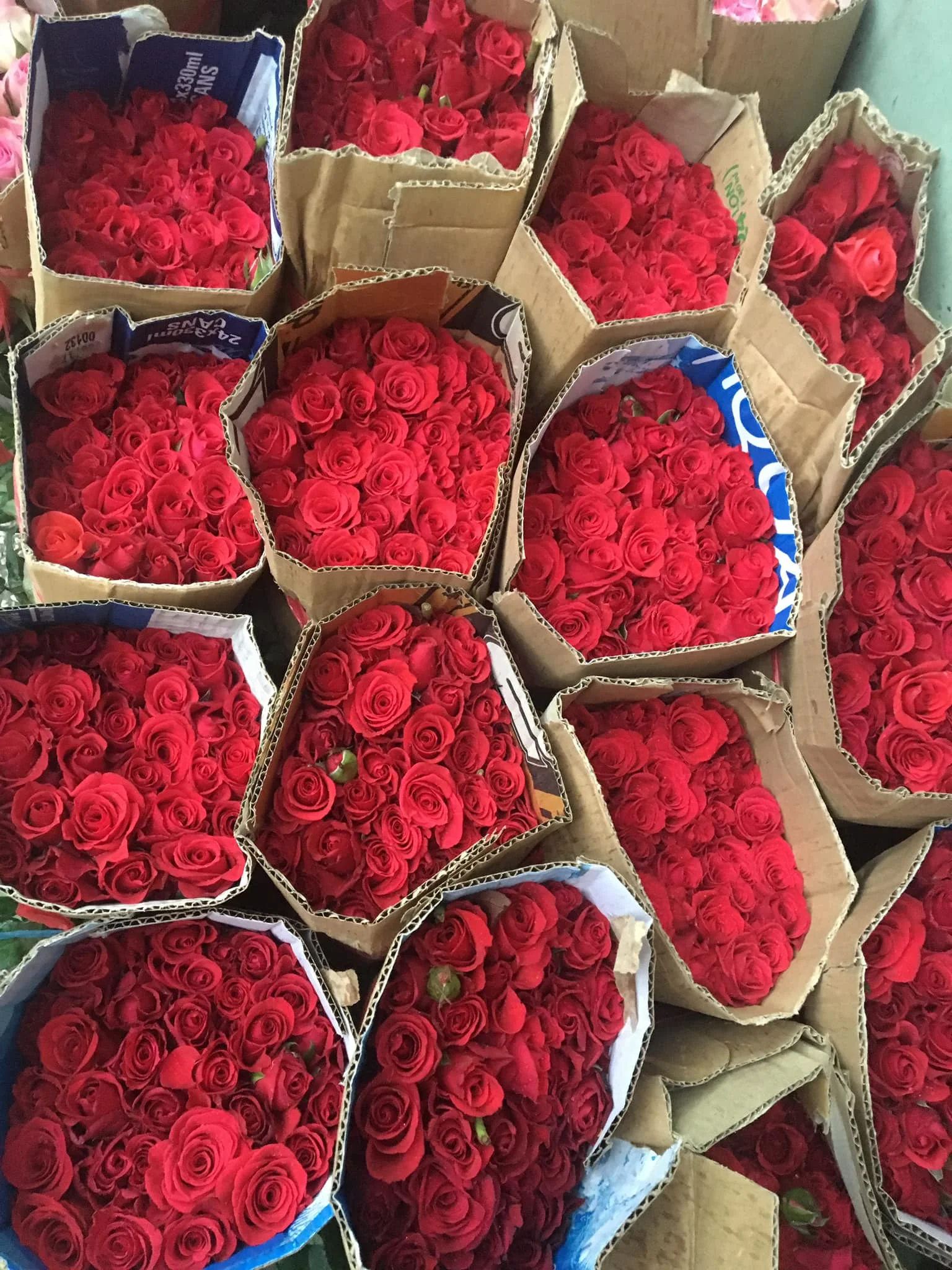 Fresh Cut Roses Fresh Cut Natural Roses +84947900124 Buy Fresh Cut