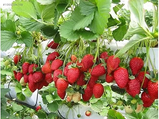 x5_1069534709o8a.jpg