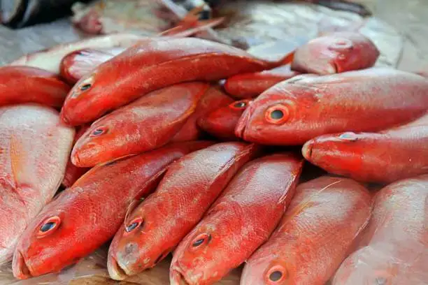 High Quality Seafood Fish Frozen Red Snapper/ Fish Red Snapper/ Price ...