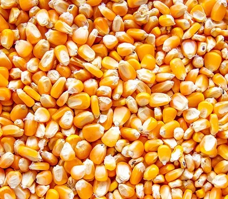 Organic Corn Non-GMO for Animal Feed Yellow Maize Wholesale Price
