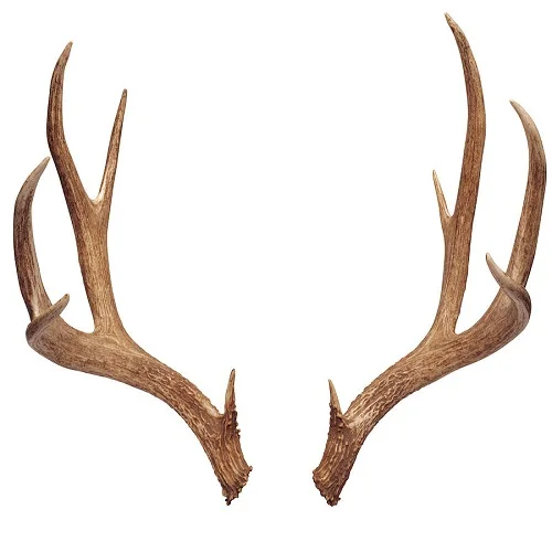 100% High Quality Deer Antlers,For Sale - Buy Top Grade Red Deer ...