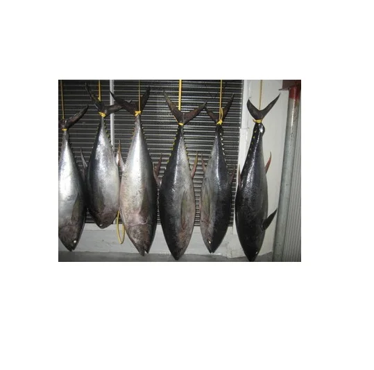 Premium Quality Fresh Frozen Yellowfin Tuna Fish Bulk Stock At