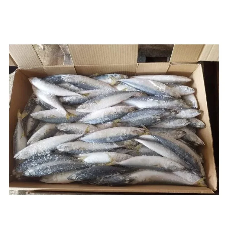 Premium Quality Frozen Mackerel Fish Fillet Norwegian - Buy Online ...