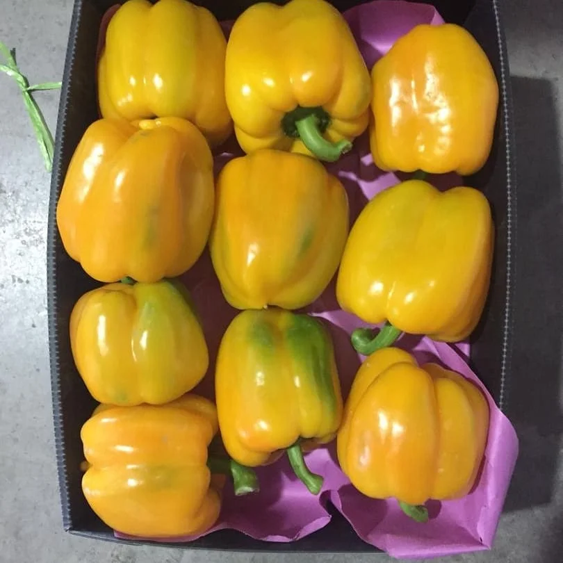 bell pepper  (3).jpg
