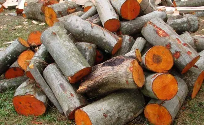 Alder Logs for Sawmills Alder Logs for Lumber Production Alder Timber Supplier