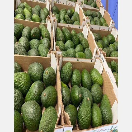 Premium Quality Organic Hass Avocados Fresh Fruit for Sale Good Quality Fresh Fuertes Best Quality Fresh Avocado