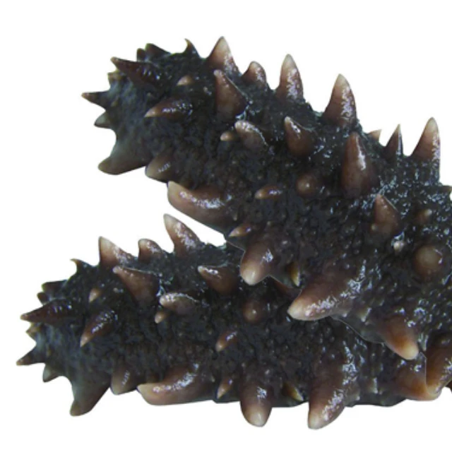 Quality Frozen Sand Fish Sea Cucumber Buy Dried Sea Cucumber Sea