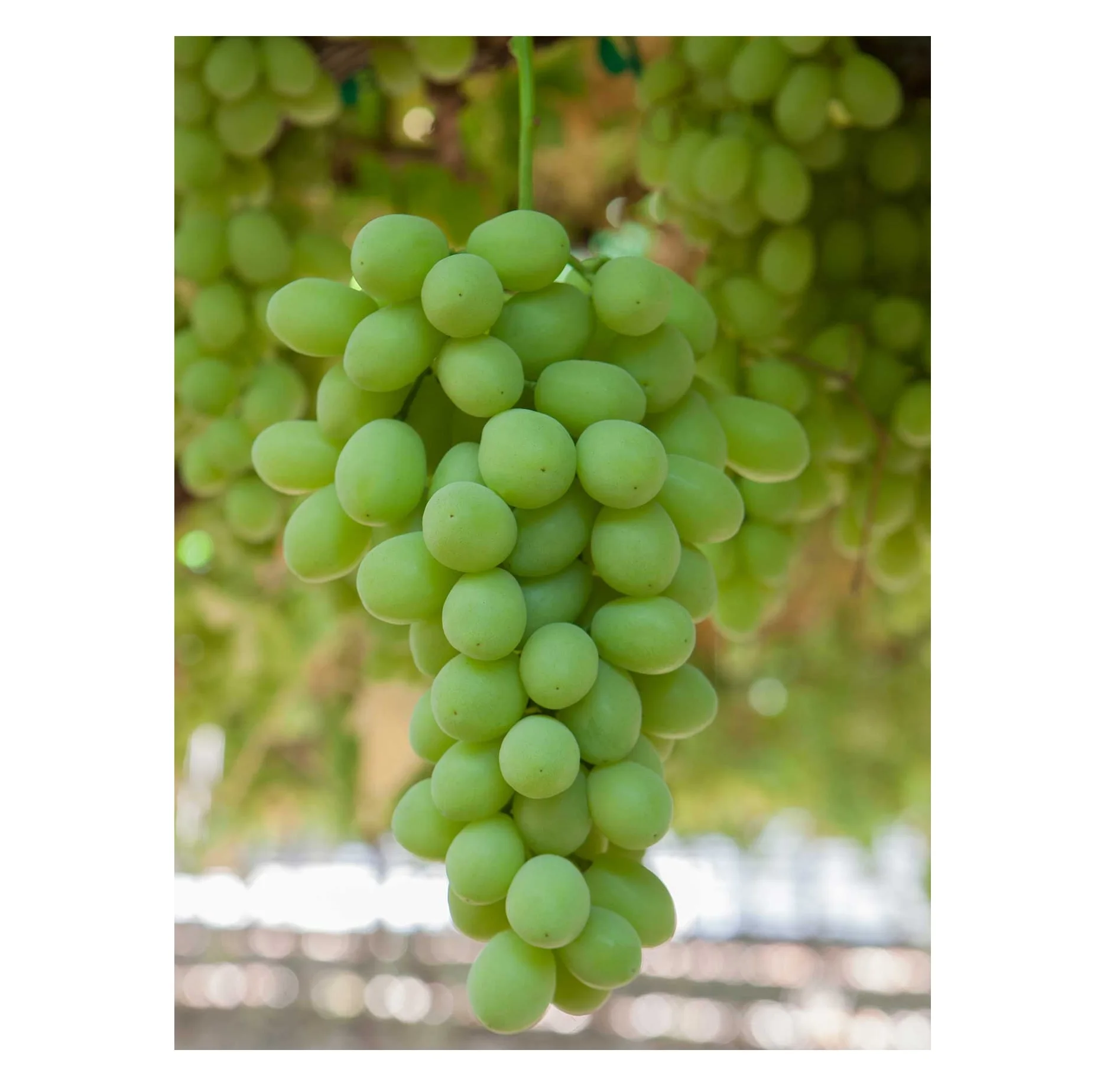 Fresh White Seedless Grapes Buy Wholesale Cheap Price Best Quality