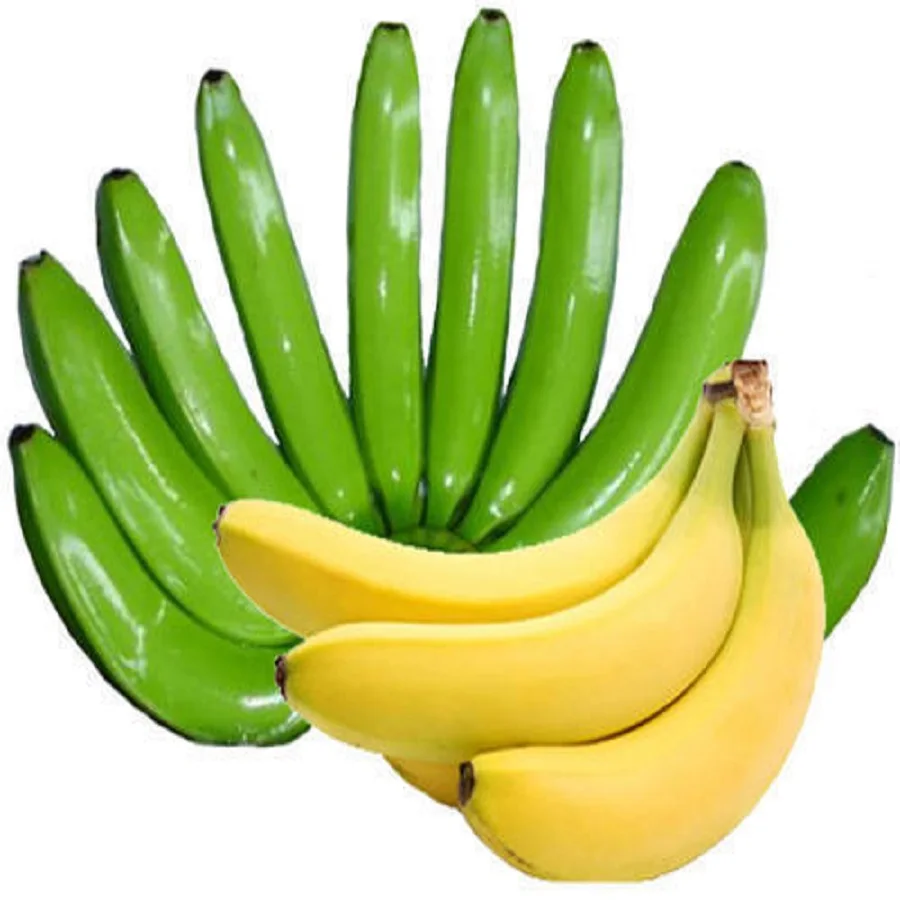 Fresh banana cultivated green banana with factory price originated from