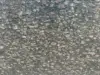 Golden Granite