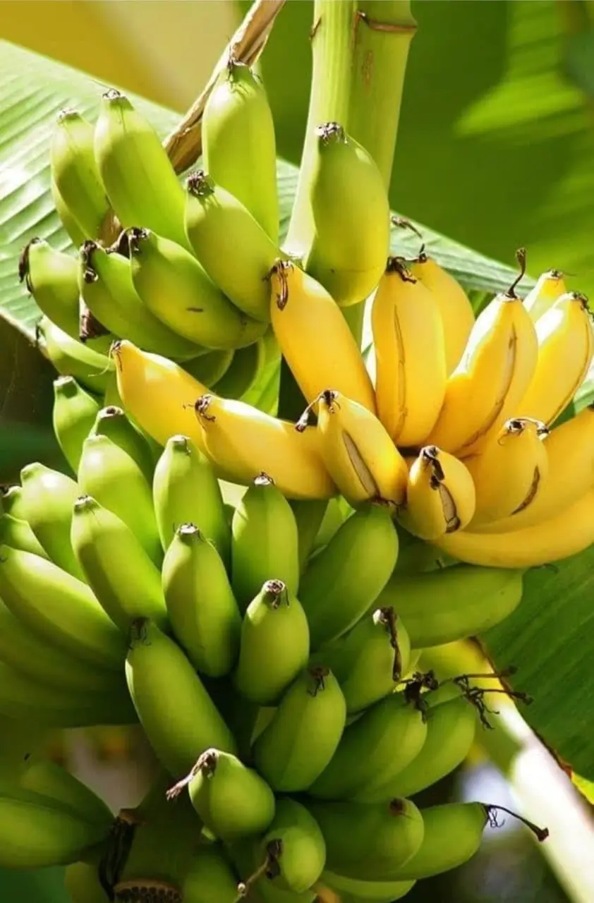 Fresh Cavendish Banana From Banana Export Philippines - Fresh Green ...