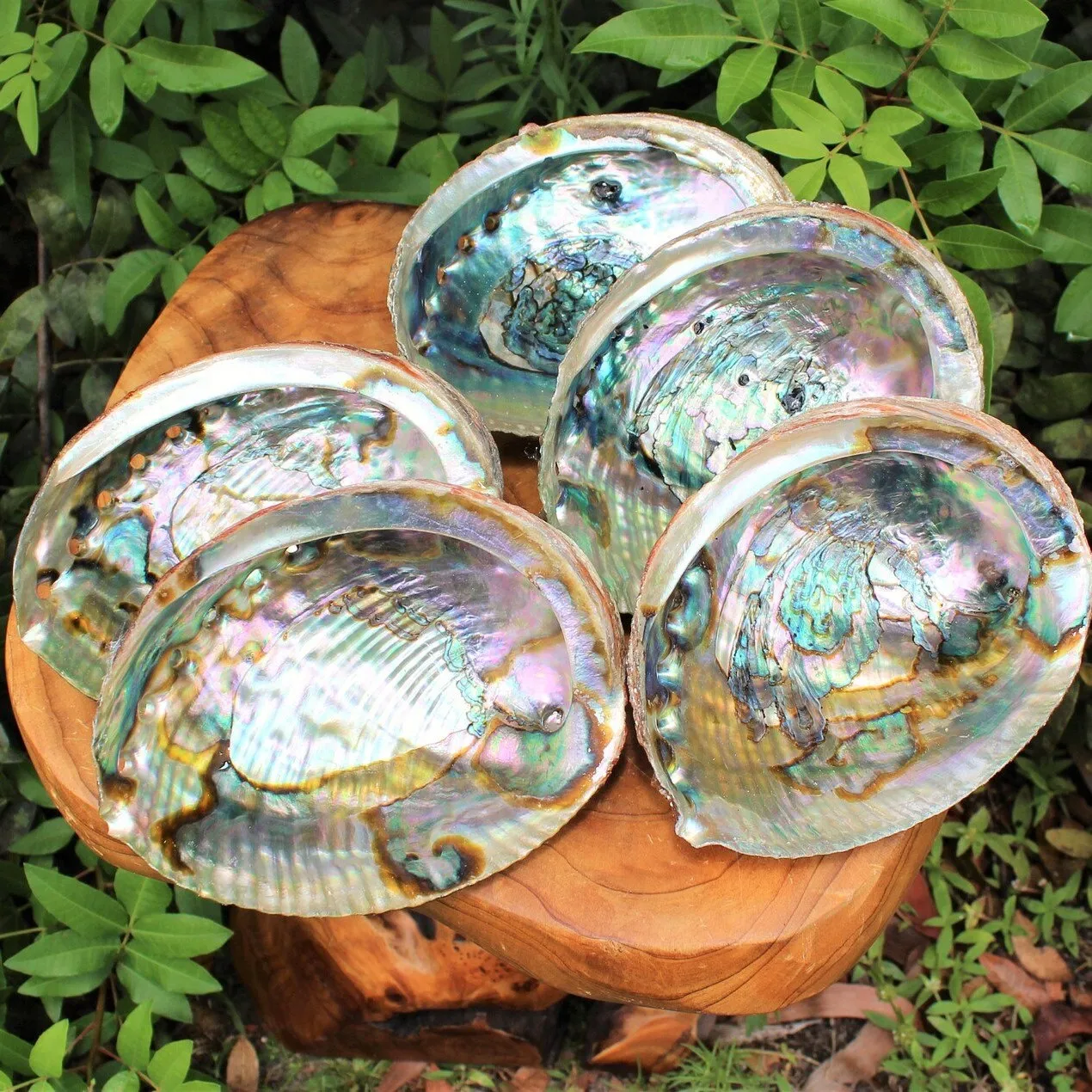 Dried Green Blue Paua Shell Natural Clean Raw Unpolished Wholesale Cheapest Price Australian Abalone Shells for Sale
