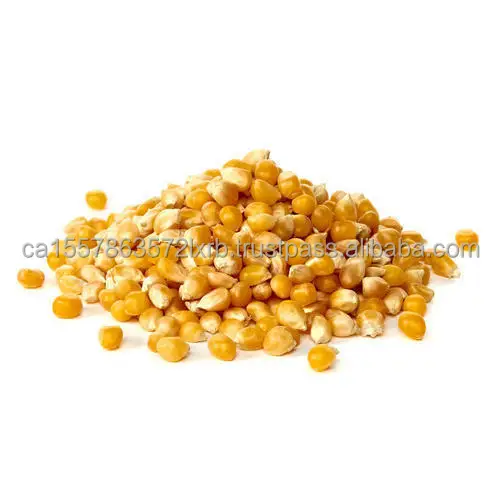 Best Quality Dried Yellow And White Corn Buy Bulk Selling Dried