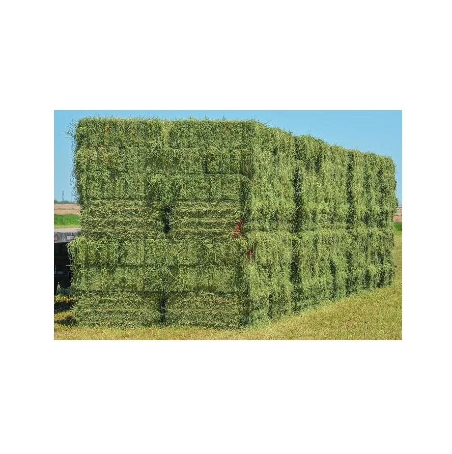 Premium Organic Alfalfa Hay/ Rhode Grass Hay / Timothy Hay Animal Feed