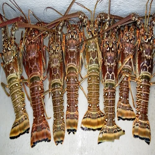 Live Canadian Lobster / Frozen Lobster - Buy Excellent Quality Fresh ...