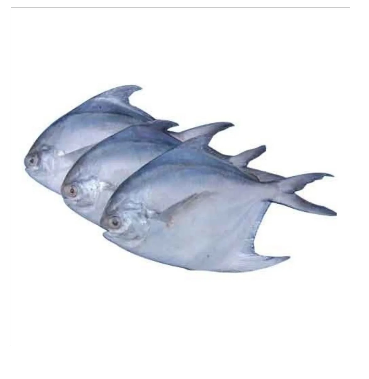Silver Pomfret Fish Red Pomfret Frozen Seafood Fish Buy Whole Round
