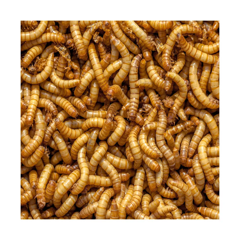 Dried Mealworm For Bird,Yellow Dried Mealworms Yellow Wholesale High