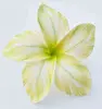 B12 : Greenish