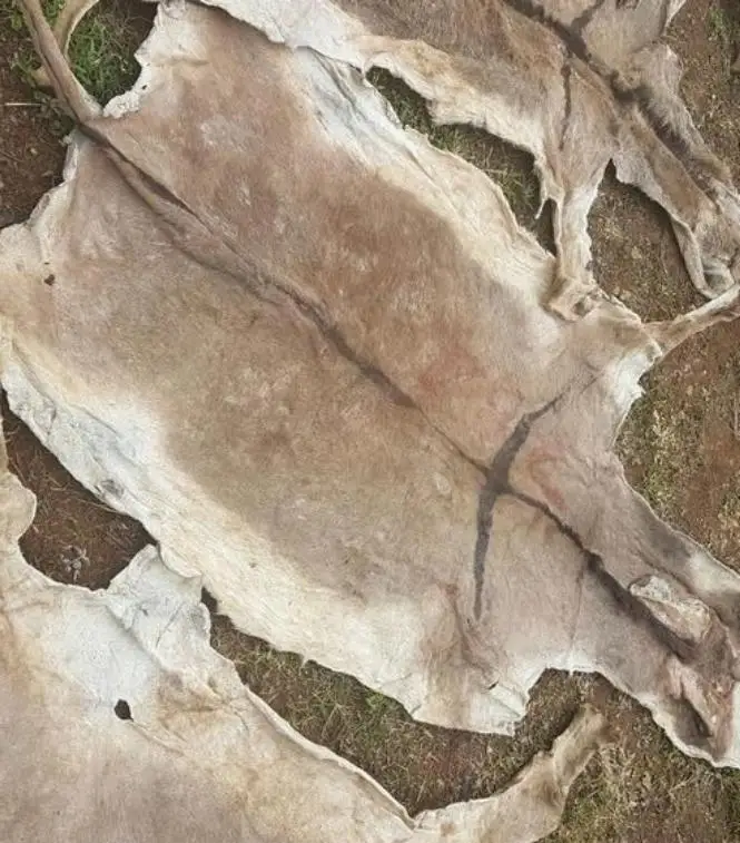 Wet Salted And Dried Salted Cow Hides For Sale Buy Cow Hides Leather