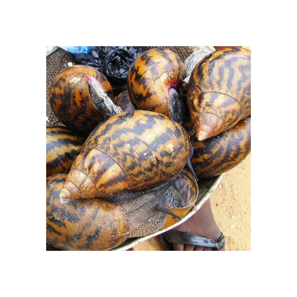 Frozen Snails,Dried African Giant Land Snails Meat - Buy Moon Apple