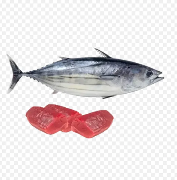 High Quality Frozen Tuna Whole Round Frozen Tuna Fish Price For Sale