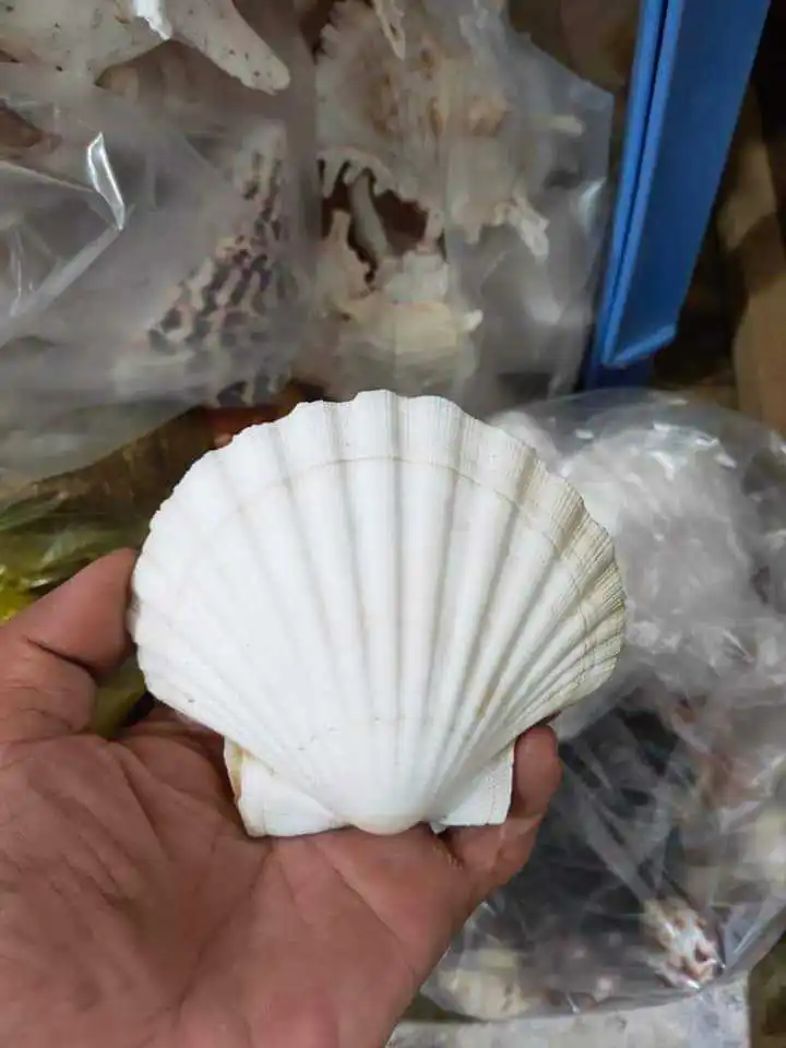 Best Choice For Eco-Friendly Natural Scallop Flats Shells for Crafts ...