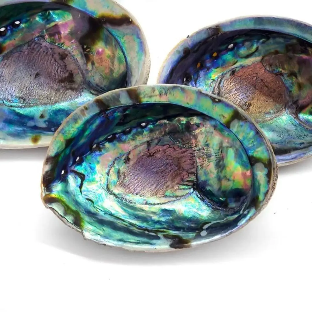 Raw Clean Dry Paua Abalone Shells Blue Green Abalone Shell for Sage Smudging Kits Cheapest Price