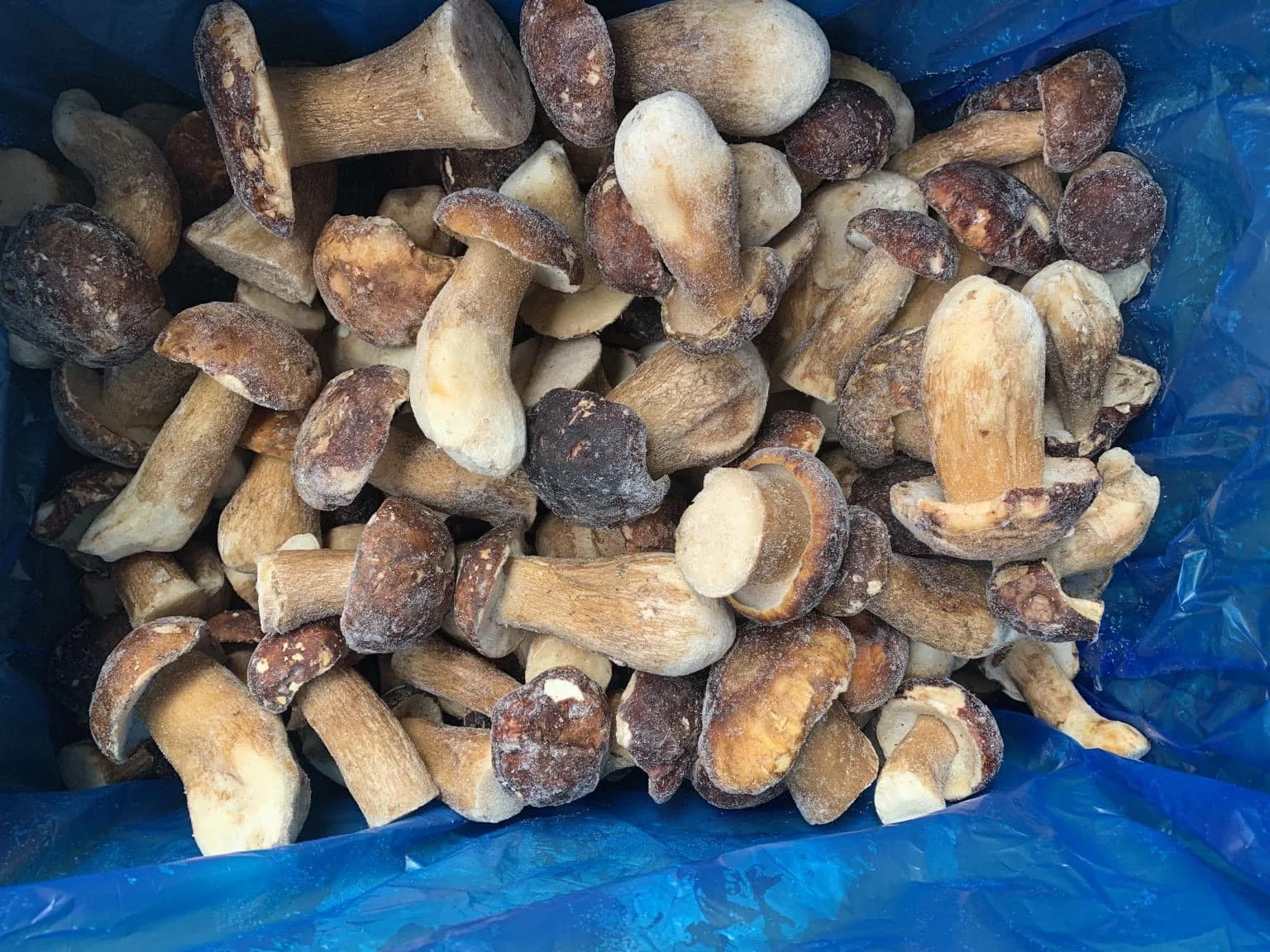 Wholesale Boletus Luteus Mushrooms / Frozen Porcini Mushrooms Buy New