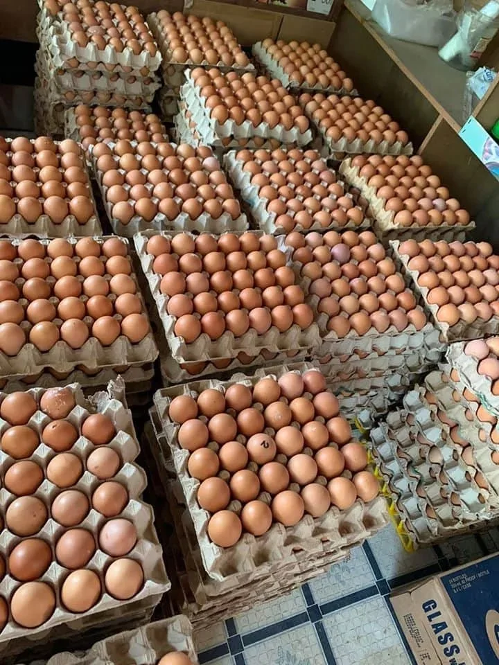 Hatching Eggs Cobb 500 And Ross 308 / Chicken Ross / Broiler Chicken