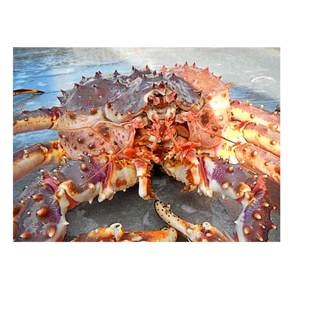 Buy King Crab Red King Crab Live And Frozen Red King Available For Sale