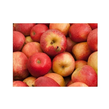 Top Selling Organic Fuji Apples Fresh Red Delicious Gala with Sweet Taste Green Organic Apples