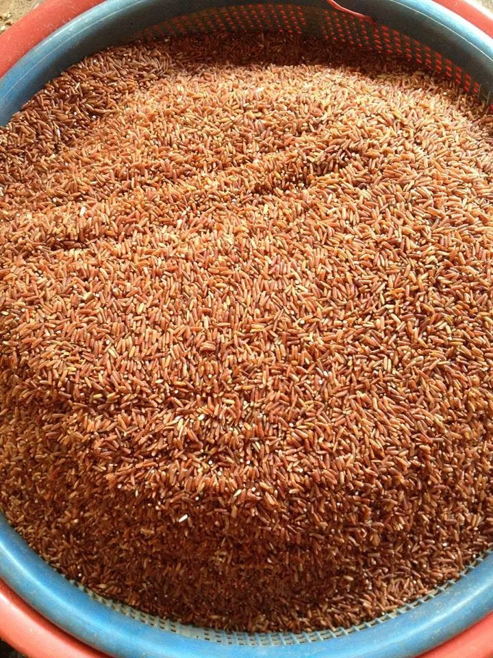 Rice 25kg Origin Export Texture Grain Manufacturer Price Ad Processing ...