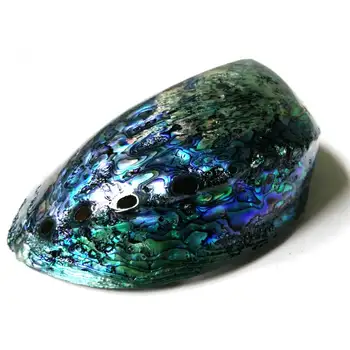 abalone and original paua in High Quality