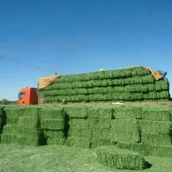 Alfalfa hay.dd.jpg
