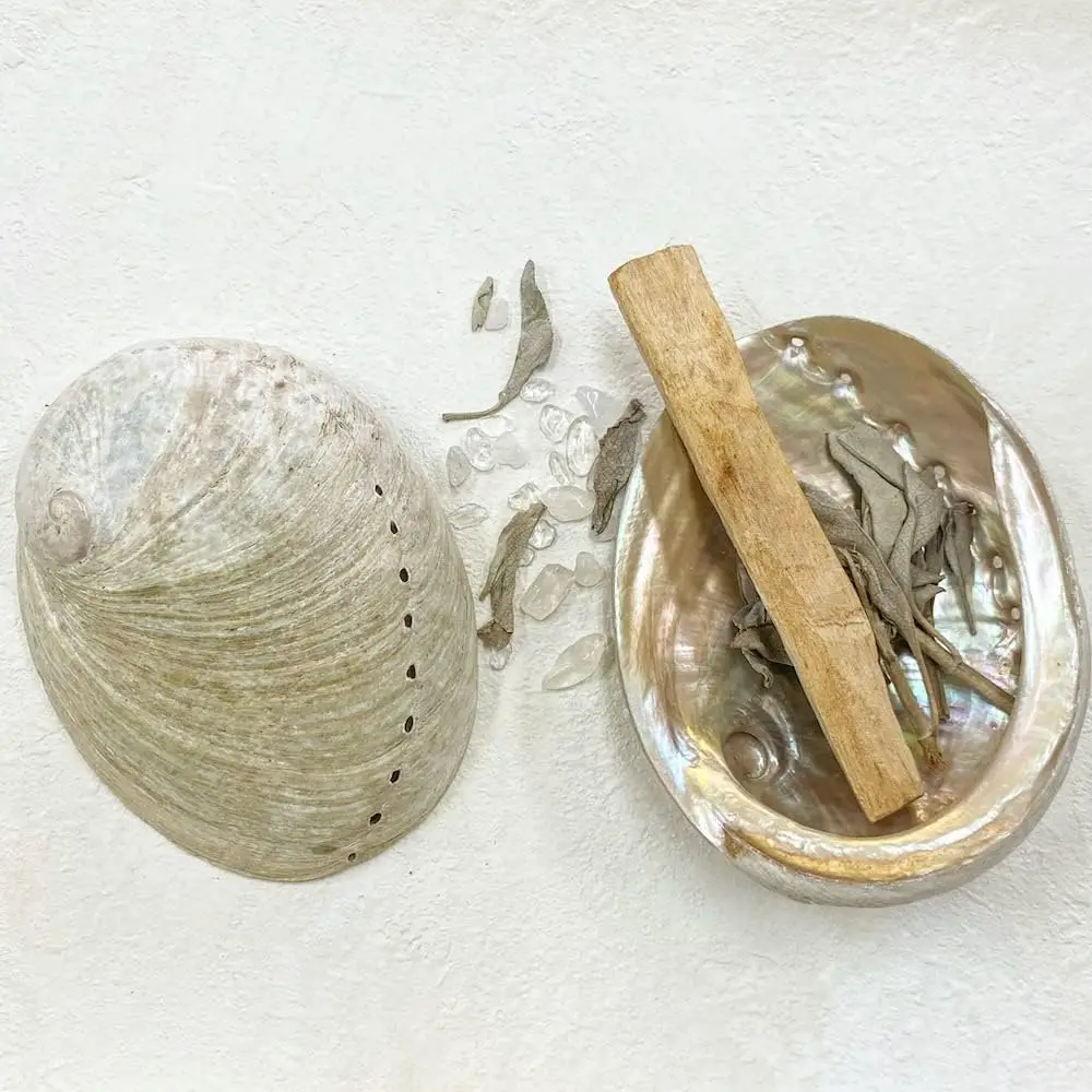 Lowest Price Abalone Sea Shells Large Seashells New Zealand Paua Shell From Vietnam Factory for Sage Smudge Kits