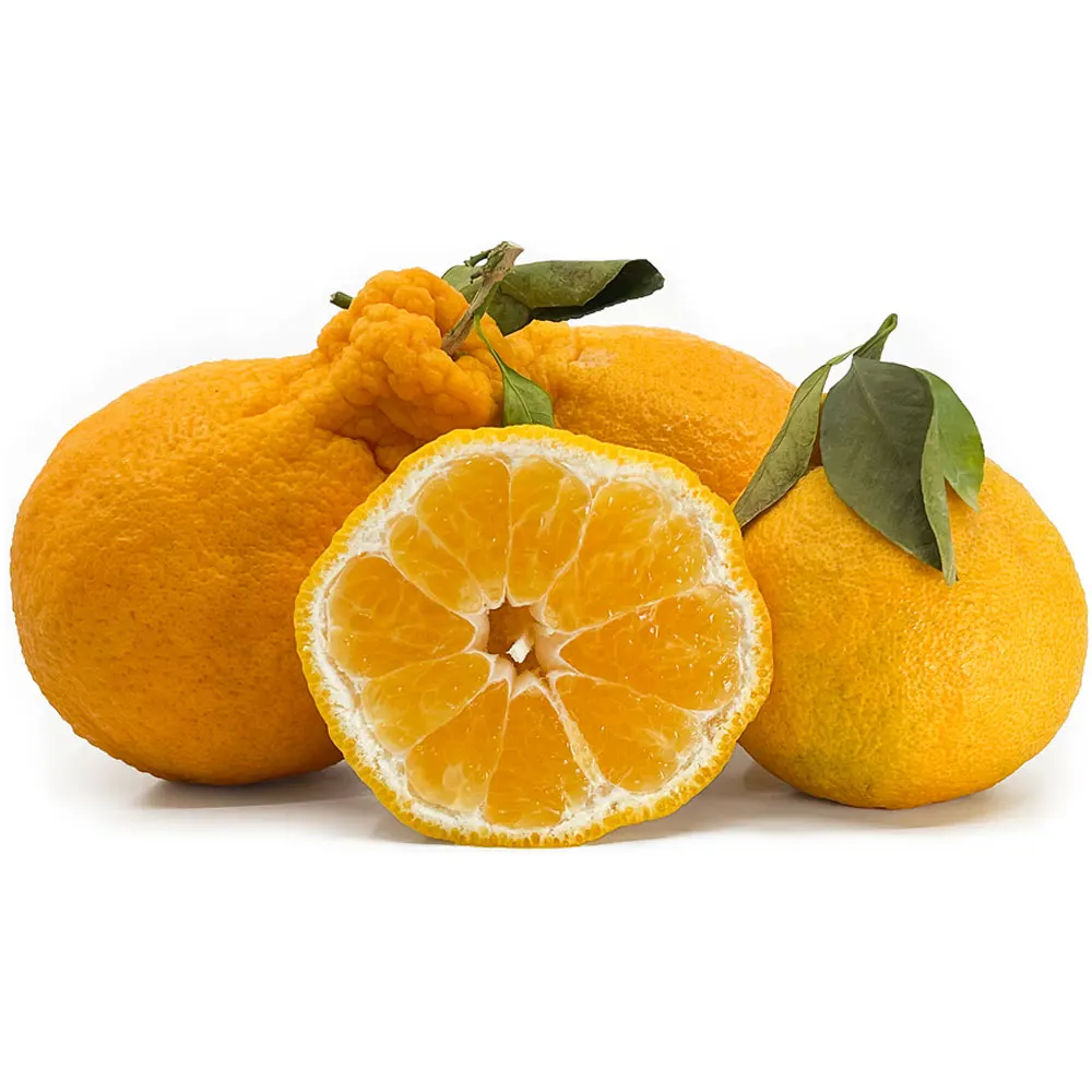 Wholesale Prices Dekopon Orange Fresh Dekopon Orange Organic Dekopon Orange Buy New Arrival