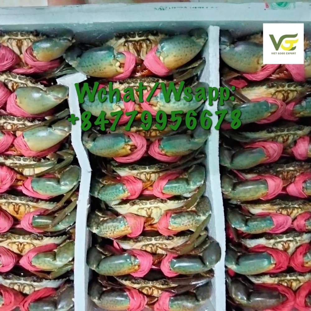 Best Supplier Mud Crab/ Crab Roe /meat Crab For Standard Restaurant