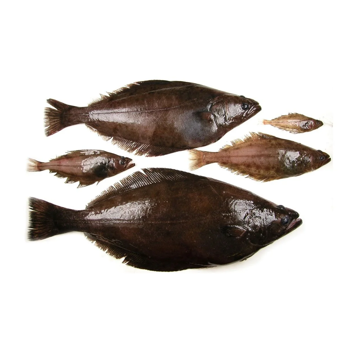 Wholesale Price Supplier Of Fresh Frozen Atlantic Halibut Fish Fast
