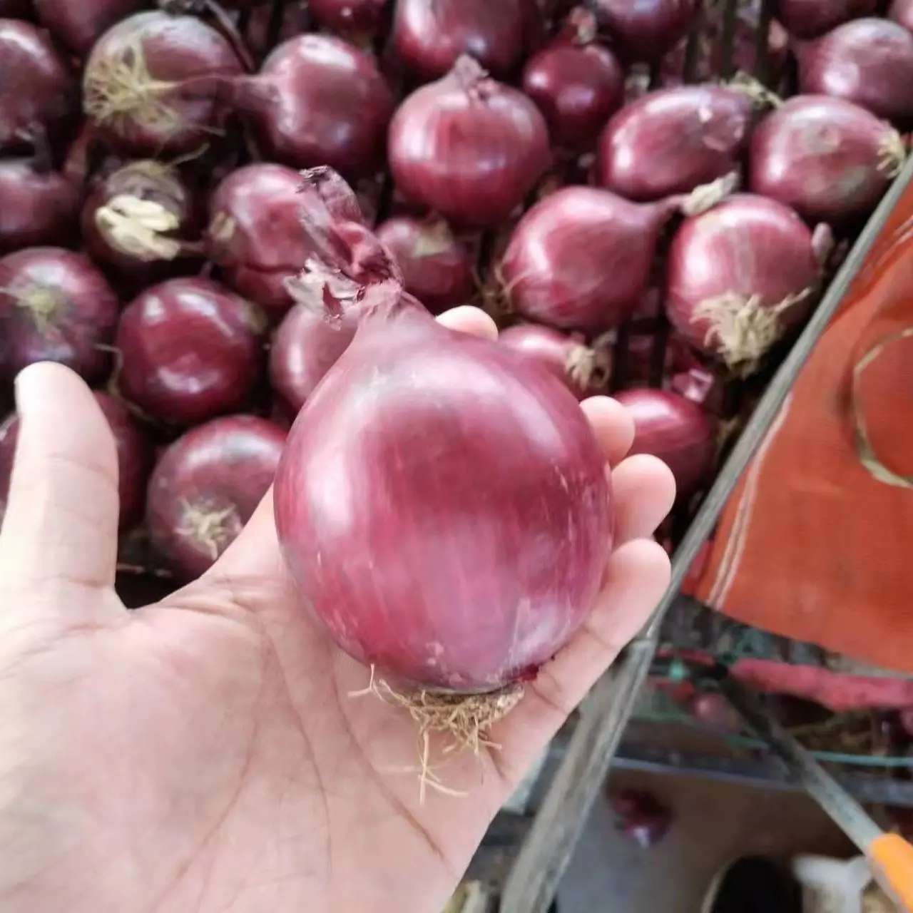 2024 ONION Red Onion for wholesale Manufacturers to Worldwide vast Selling at Low price