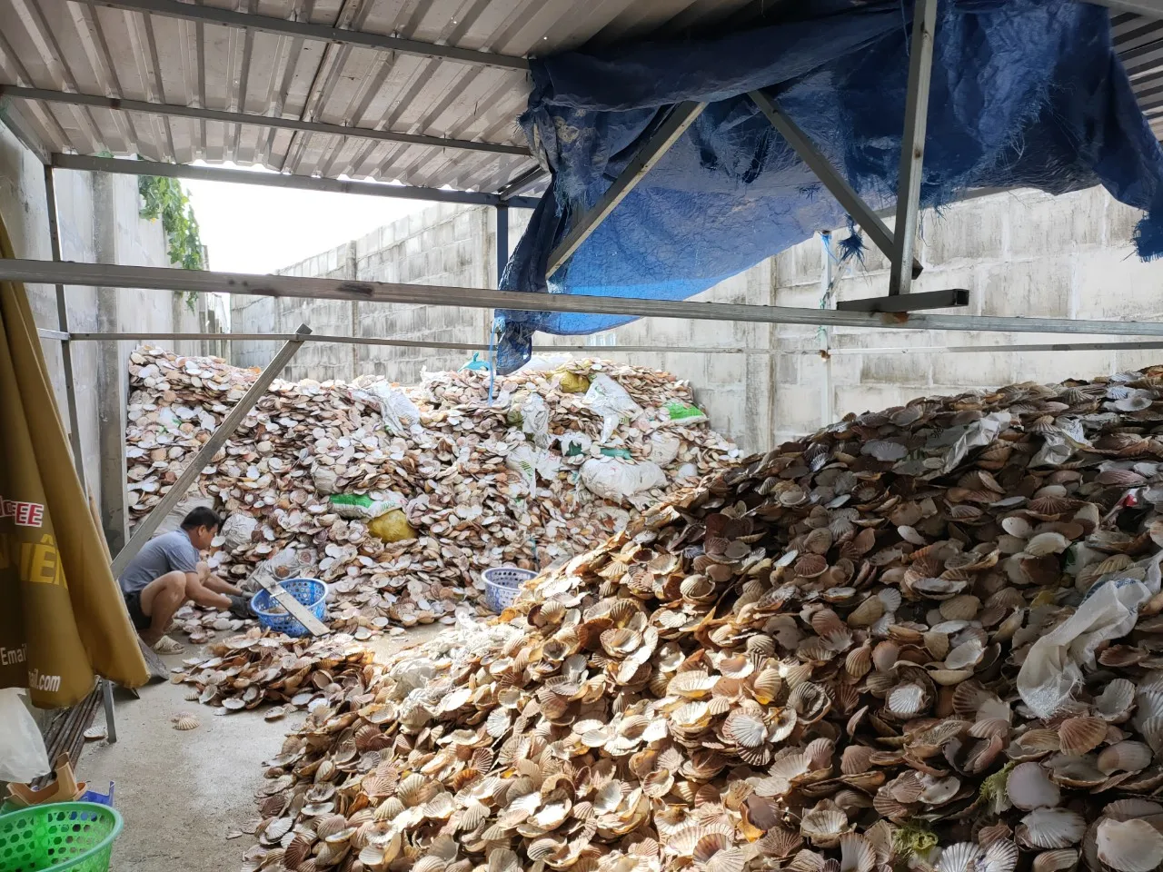 Best Selling Seashells  Snail Shells Market in Vietnam