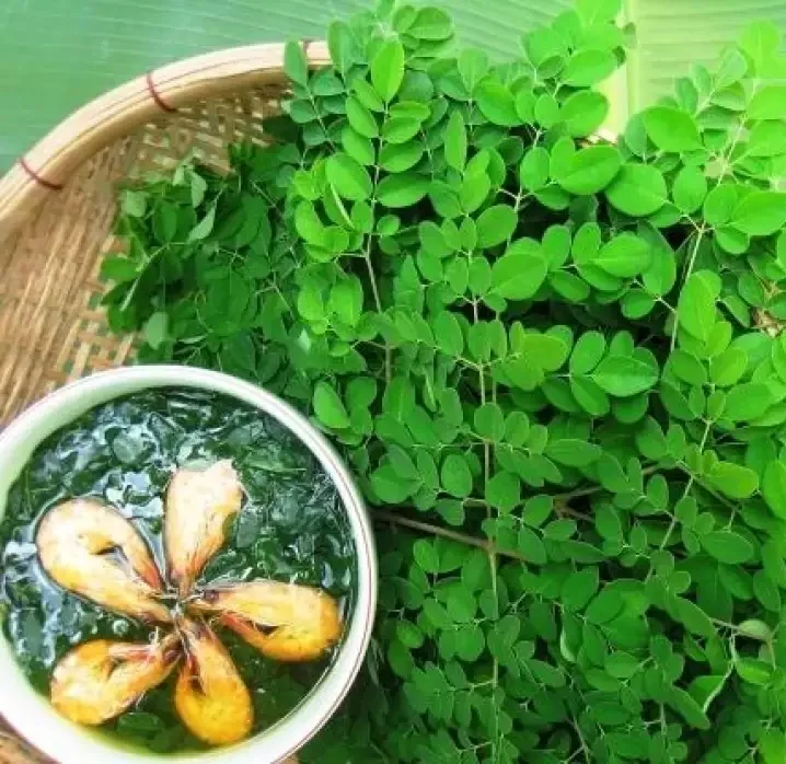 100% Vietnam Natural Dried Moringa Leaves For Herbal Tea Good For ...