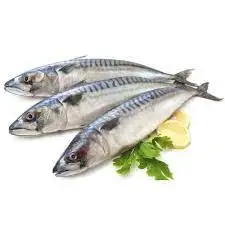 Frozen Mackerel Fish for Sale Fresh Frozen Mackerel Fish Pacific Mackerel Tuna Bait