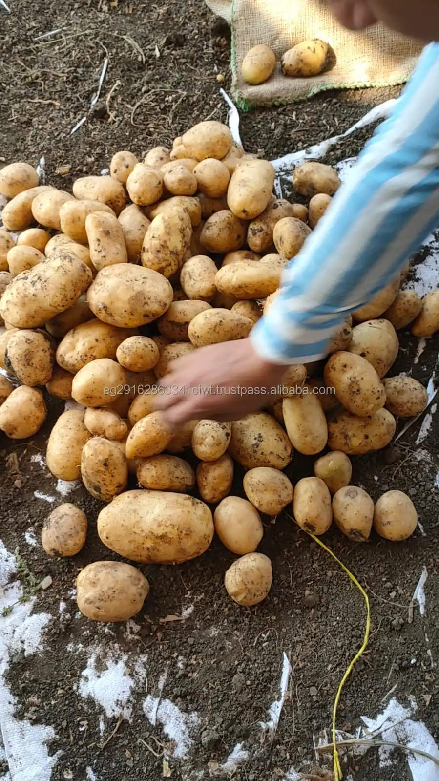Bestselling Fresh Vegetables, Potatoes for Sale at Competitive Prices.
