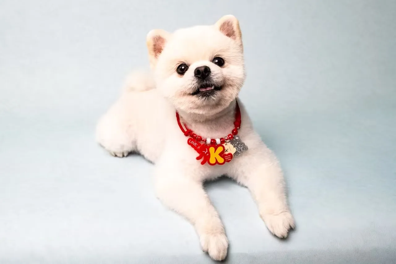 oneprince friendly dog
